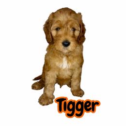 Tigger - Red male Australian Labradoodle puppy in Upland, California from Kings Labradoodles