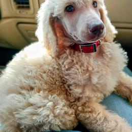 Poodle Puppies from Reeves Family Standard Poodles