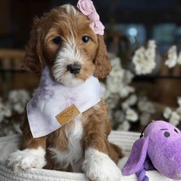 Sarah -Girl 5 - Red  female Goldendoodle puppy in Yuciapa, California from AlltheDoodlez_