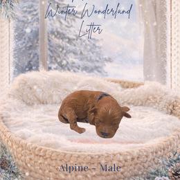 Alpine - Red  male Goldendoodle puppy in Canton, Georgia from Teddy Puppies