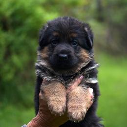 Jane - Black and red female German Shepherd puppy in Hagerstown, Pennsylvania from Euro Deja