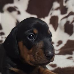 Rolo - Black and tan male Dachshund puppy in Surprise, Arizona from Co-Co's Doxies