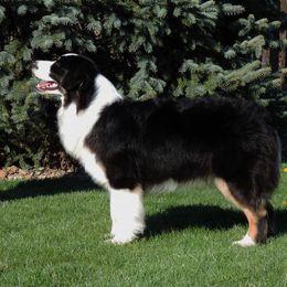 Aine  - Australian Shepherd