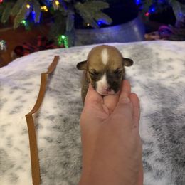 Brown Collar - Red male Pembroke Welsh Corgi puppy in Elberton, Georgia from Lonesome Boone Corgis