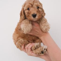 Australian Labradoodle Puppies from New England Labradoodles