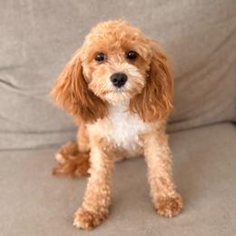 Honey - Cavapoo