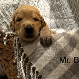 Boy 2 - Golden Retriever puppy in Spokane Valley, Washington from Golden Beginnings