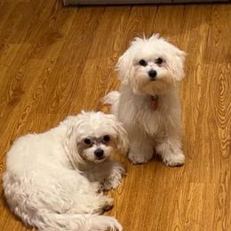 Maltese from Babin's Maltese and Poodles