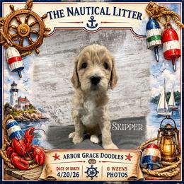 Skipper - Apricot male Goldendoodle puppy in North Conway, New Hampshire from Arbor Grace Doodles