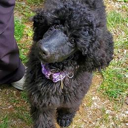 Poodle Puppies from Vintage Poodles