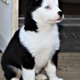 Miniature American Shepherd Puppies from Eagles Landing Miniature American Shepherds