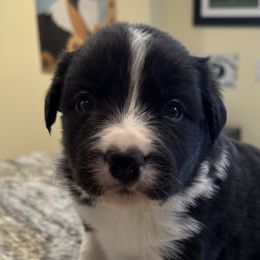 Boy 5 - Border Collie puppy in Barnstead, New Hampshire from Pettigrew's Border Collies