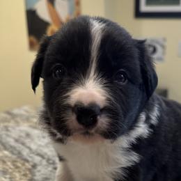 Boy 5 - Border Collie puppy in Barnstead, New Hampshire from Pettigrew's Border Collies