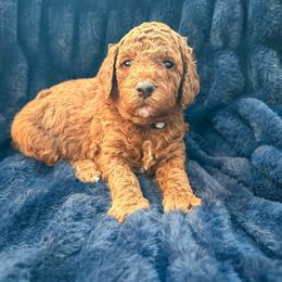 Orzo - Red  male Poodle puppy in Queen Creek, Arizona from Desert Born Kennel