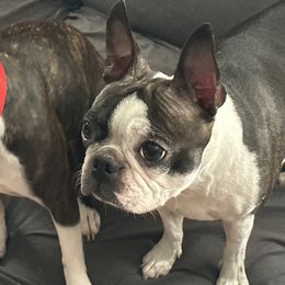 Clover - Boston Terrier
