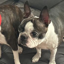 Clover - Boston Terrier