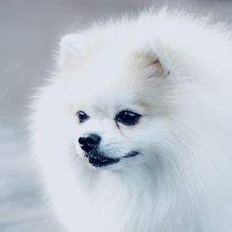 Kendall - Pomeranian