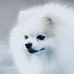 Kendall - Pomeranian