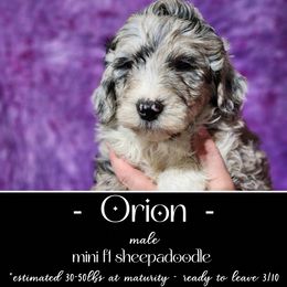 Old English Sheepdog and Sheepadoodle Puppies from Country Roads Sheepdogs & Doodles
