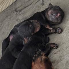 Gordon Setter puppies from Whistler's Farm