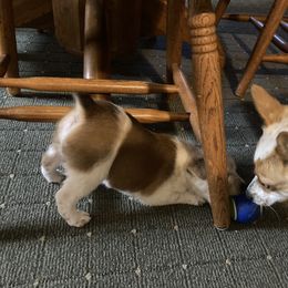 Australian Cattle Dog and Companion Cross Puppies from MX Kennel - Central MO