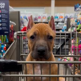 MINK - Fawn sable female American Bully puppy in Texas from TEXAS BULLY FAMILY