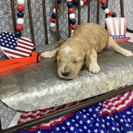 Boy 1 - Buff male Cockapoo puppy in Golden, Mississippi from Two Creeks Farm Poodles & Doodles