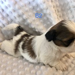 Boy 1 - Shih Tzu puppy in Silver Lake, Oregon from Bling Shih Tzu
