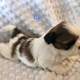 Boy 1 - Shih Tzu puppy in Silver Lake, Oregon from Bling Shih Tzu