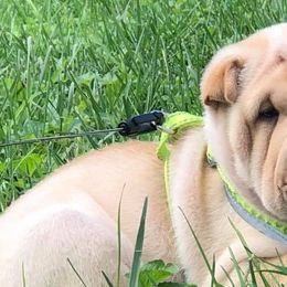 Chinese Shar-Pei from Durenda Springer- Barber