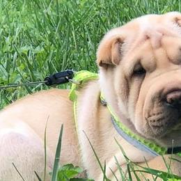 Chinese Shar-Pei from Durenda Springer- Barber