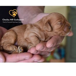 Cockapoo Puppies from Chesley Hill Cockapoos