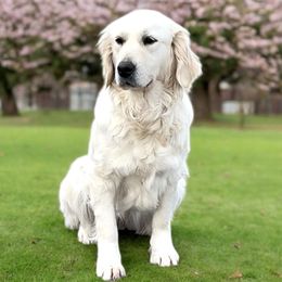 Dreamer - Golden Retriever