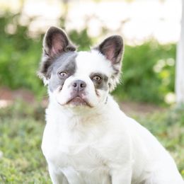 Gypsy - French Bulldog