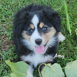 Margie - Black tri female Miniature Australian Shepherd puppy in Waxhaw, North Carolina from Cane Creek Aussies
