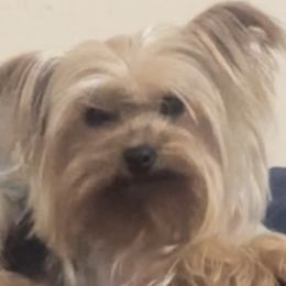 Yorkshire Terriers from Corbin’s Yorkies