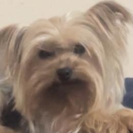 Yorkshire Terriers from Corbin’s Yorkies