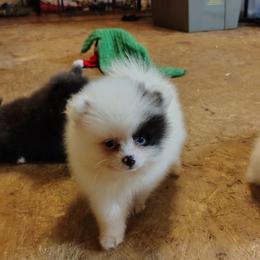 AKC limited Zack - Black parti male Pomeranian puppy in Andrews, South Carolina from Purple Diamonds Kennel