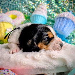 Samuel - Black brown and white male Basset Hound puppy in Big Rapids, Michigan from Basket Hound Bassets