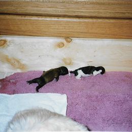 Shih Tzu Puppies from Shih Tzu Dreams Come True