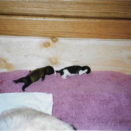 Shih Tzu Puppies from Shih Tzu Dreams Come True