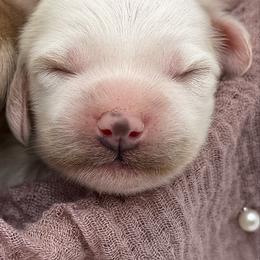 White colored male - White male Havapoo puppy in Marshallville, Ohio from Grassy Meadow Pups