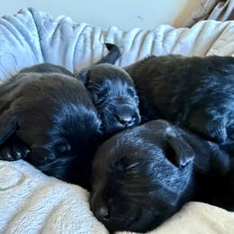 Girl 4 - Black female Labrador Retriever puppy in Ranchita, California from Pacific Crest Labradors