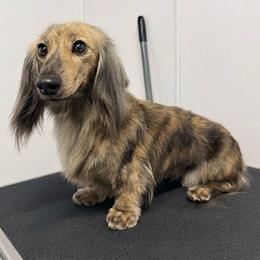 Ruth - Cream female Dachshund puppy in Apple Valley, California from Socaldoxies