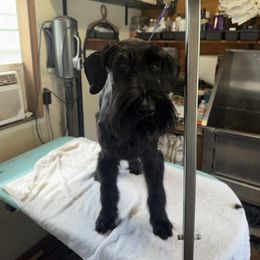 Onyx - Black female Giant Schnauzer puppy in Bois D’arc, Missouri from Down Low Kennels