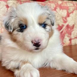 Sage - Blue merle female Australian Shepherd puppy in Martha’s Vineyard, Massachusetts from Cranberry Hill Aussies