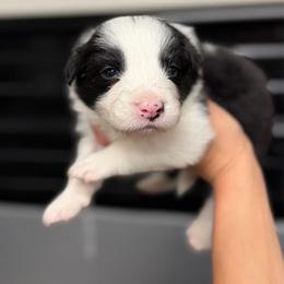 Havoc - Black and white male Border Collie puppy in Kalispell, Montana from North Fork Border Collies