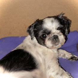 Shih Tzu puppies from T-Amore Shih Tzu