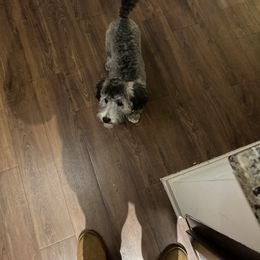 Schnoodle Puppies from Noodle Tings Puppies