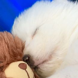 Samoyed Puppies from Falling cedar farm samoyeds